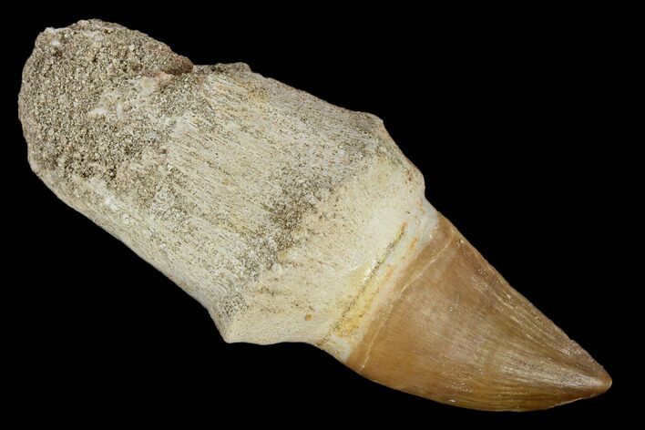Fossil Rooted Mosasaur (Prognathodon) Tooth - Morocco #116871